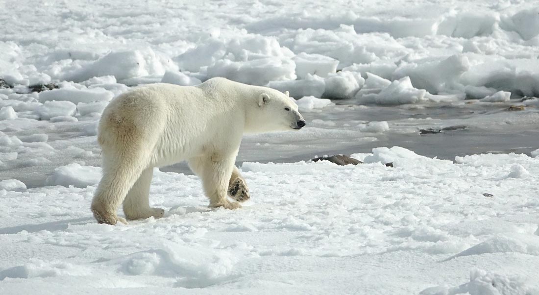 Северный Ледовитый океан белый медведь. Шпицберген белые медведи. Фото белого медведя в Арктике.